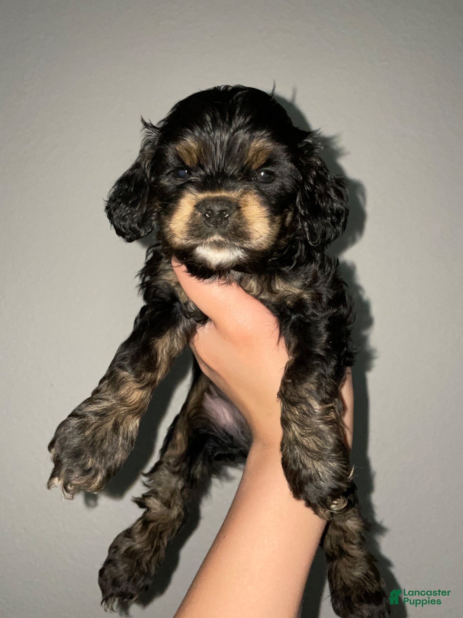 Cocker Spaniel dogs Holly - Ad 15