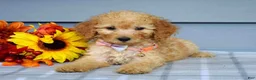 Goldendoodle dogs for sale: Olivia - Ad 5