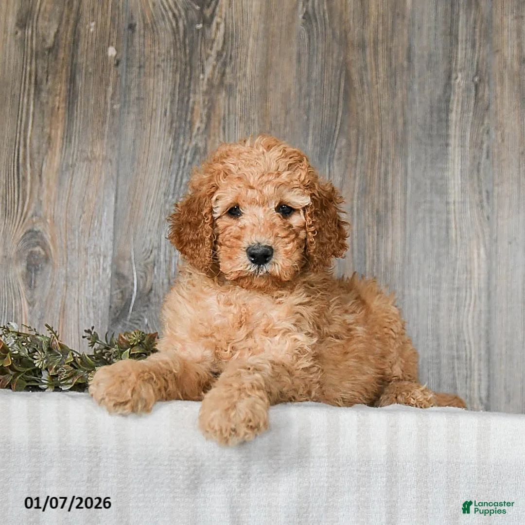 Goldendoodle dogs for sale: Ella - Ad 5
