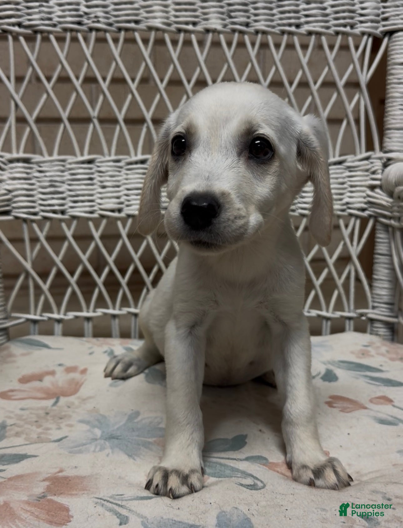 Labrador Retriever dogs for sale: Labrador Retriever Jackie - Ad 60
