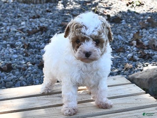 Miniature Poodle dogs - Ad 32