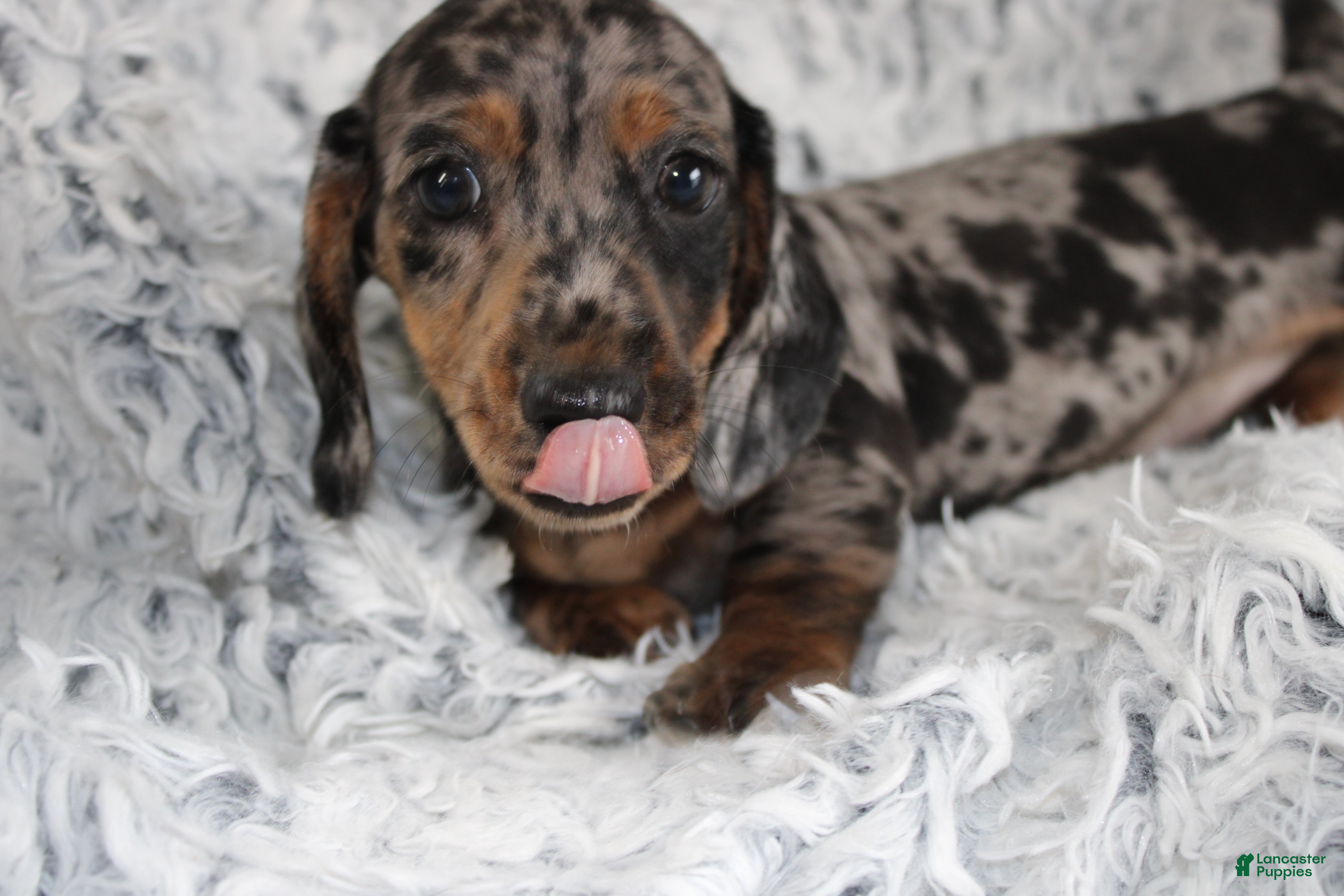Dachshund dogs HOOCH - Ad 1
