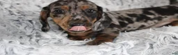 Dachshund dogs for sale: HOOCH - Ad 1