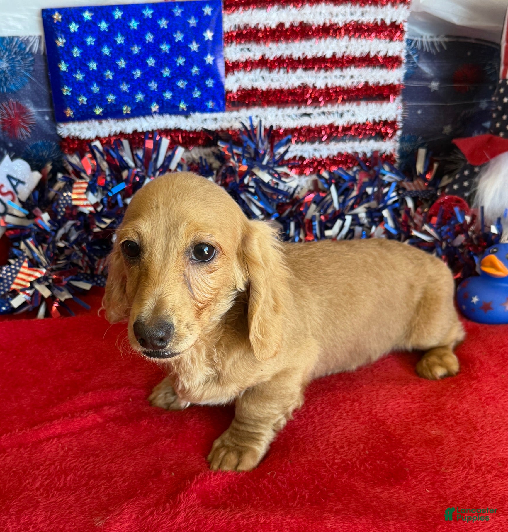 Dachshund dogs Tawny - Ad 6