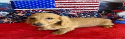 Dachshund dogs for sale: Tawny - Ad 1