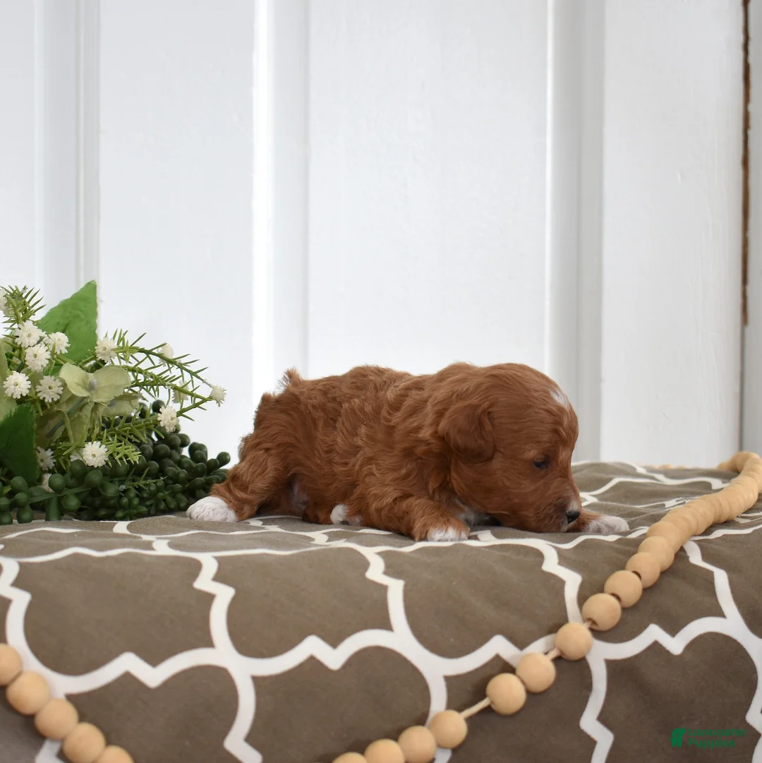 Toy Poodle dogs for sale: Palmer  - Ad 8