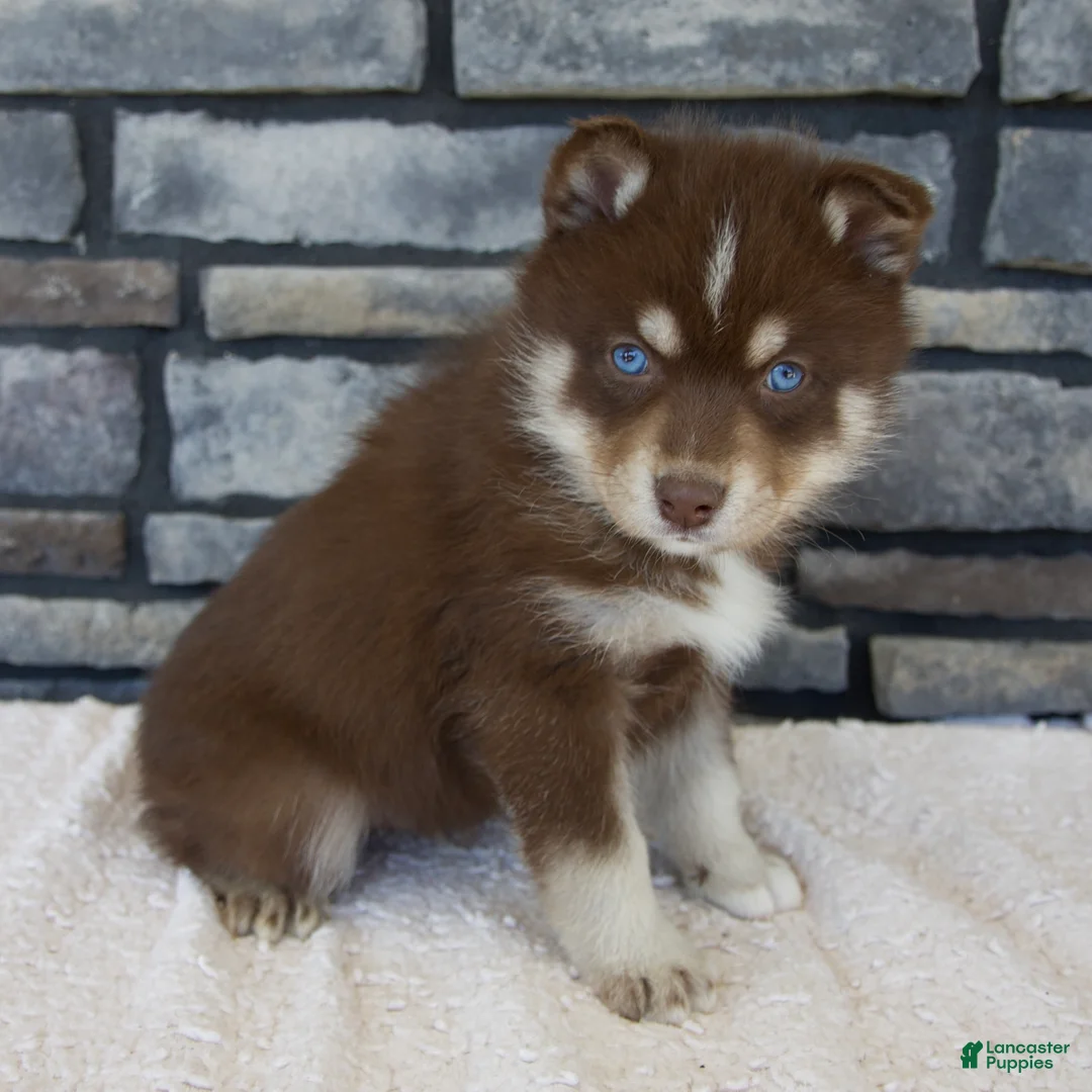 Pomsky dogs for sale: Rusty - Ad 2