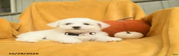 Bichon Frise dogs for sale: Hattie  - Ad 4