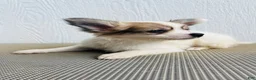 Papillon dogs for sale: Rocky - Ad 4