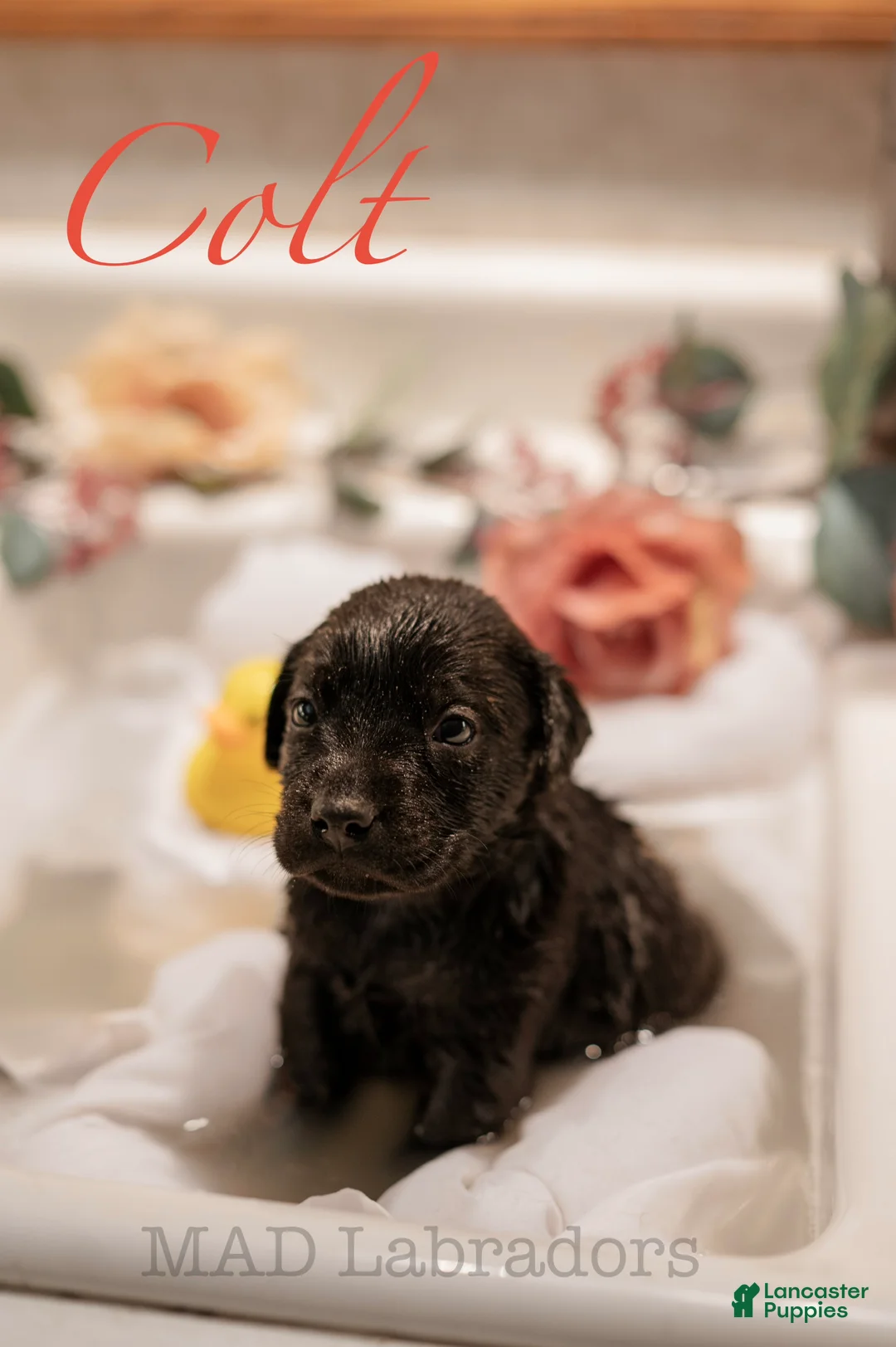 Labrador Retriever dogs for sale: Colt - Ad 2