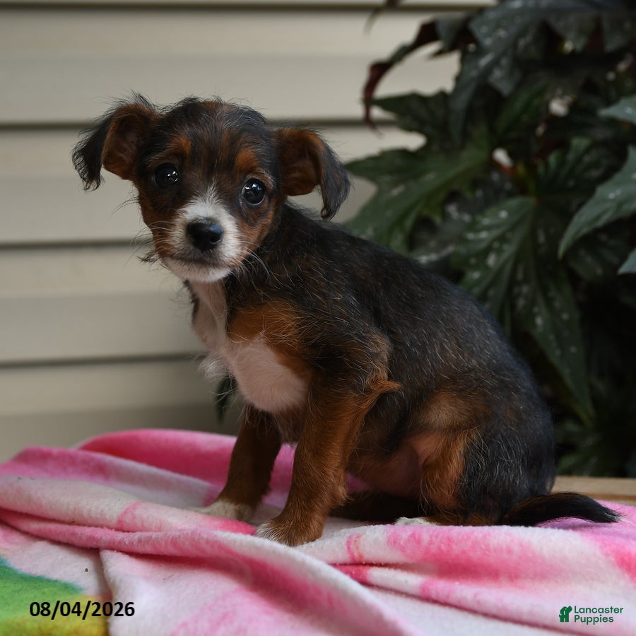 Mixed Breed dogs Isis - Ad 1