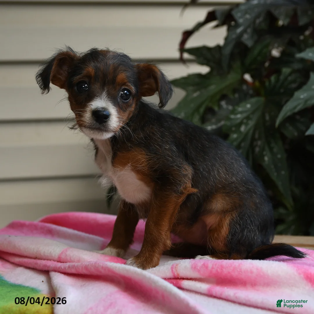Mixed Breed dogs for sale: Isis - Ad 1