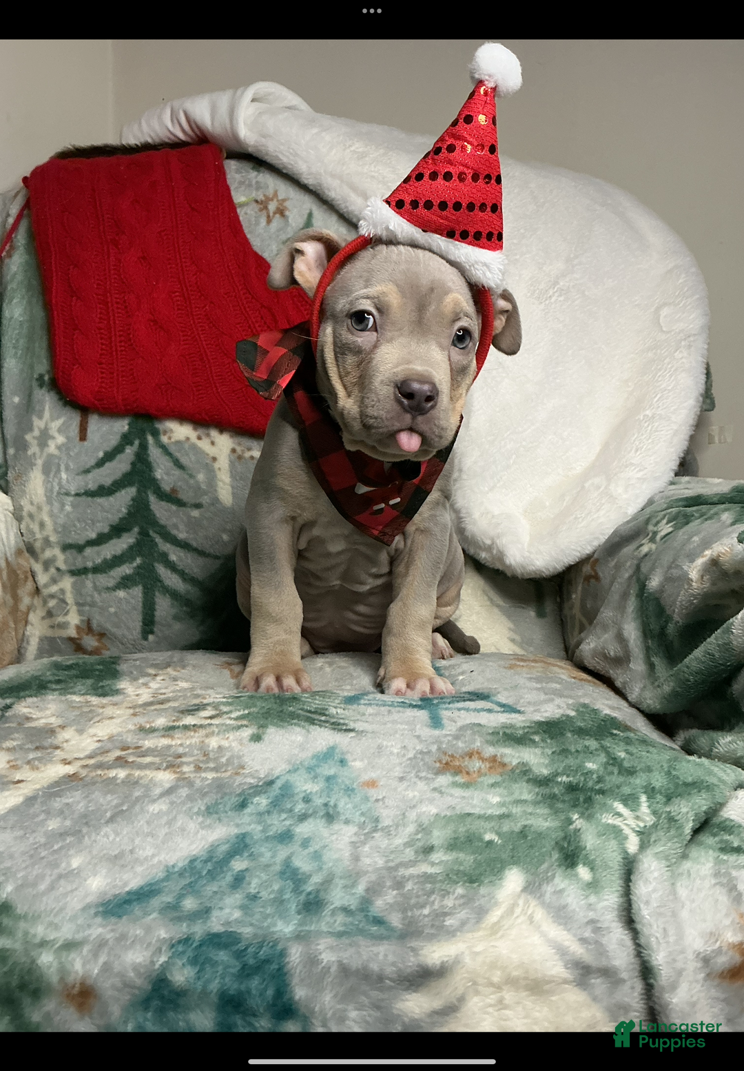 American Bully dogs for sale: Sunflower  - Ad 4