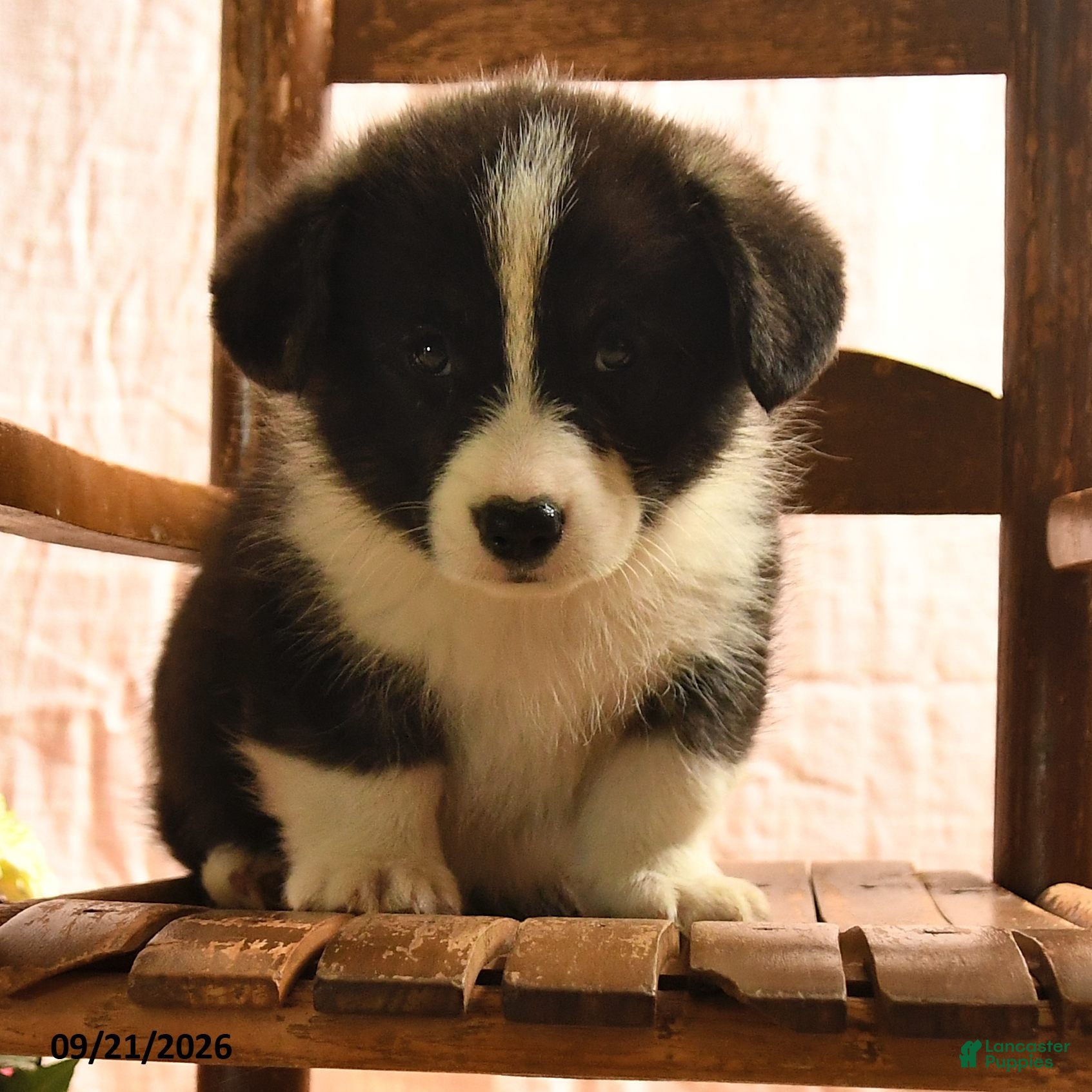 Welsh Corgi Pembroke dogs Panda - Ad 2