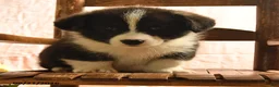 Welsh Corgi Pembroke dogs for sale: Panda - Ad 2
