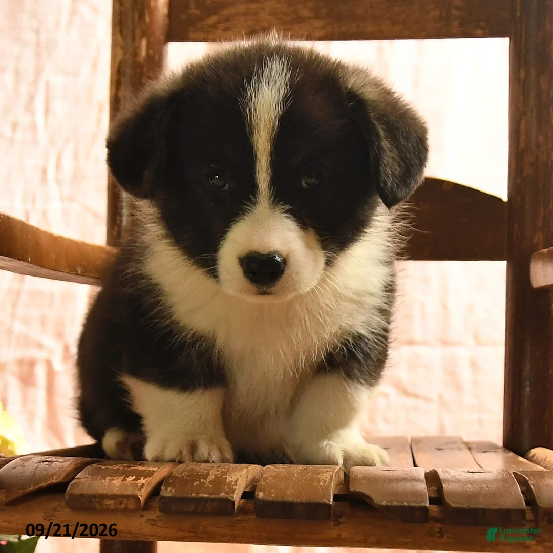 Welsh Corgi Pembroke dogs for sale: Panda - Ad 2