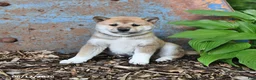 Shiba Inu dogs for sale: Taffy - Ad 2