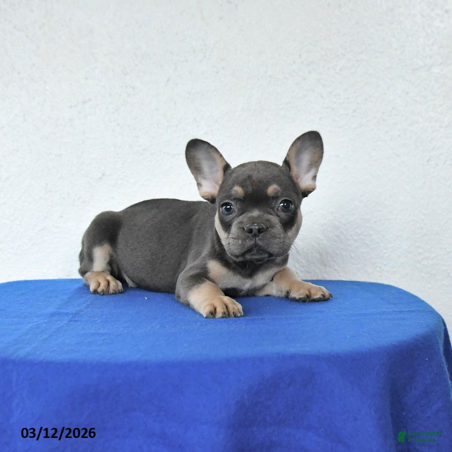 French Bulldog dogs Bandit - Ad 2