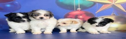 Pomapoo dogs for sale: Charlotte - Ad 7