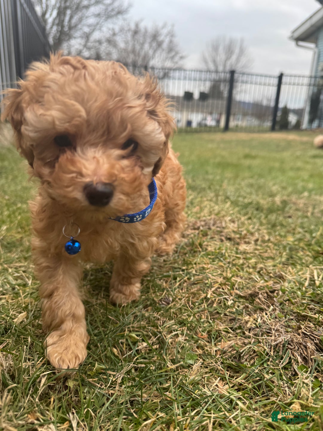 Miniature Poodle dogs for sale: Miniature Poodle Milo - Ad 7