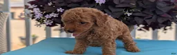Toy Poodle dogs for sale: Tommy - Ad 5