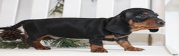 Miniature Dachshund dogs for sale: Chase - Ad 2