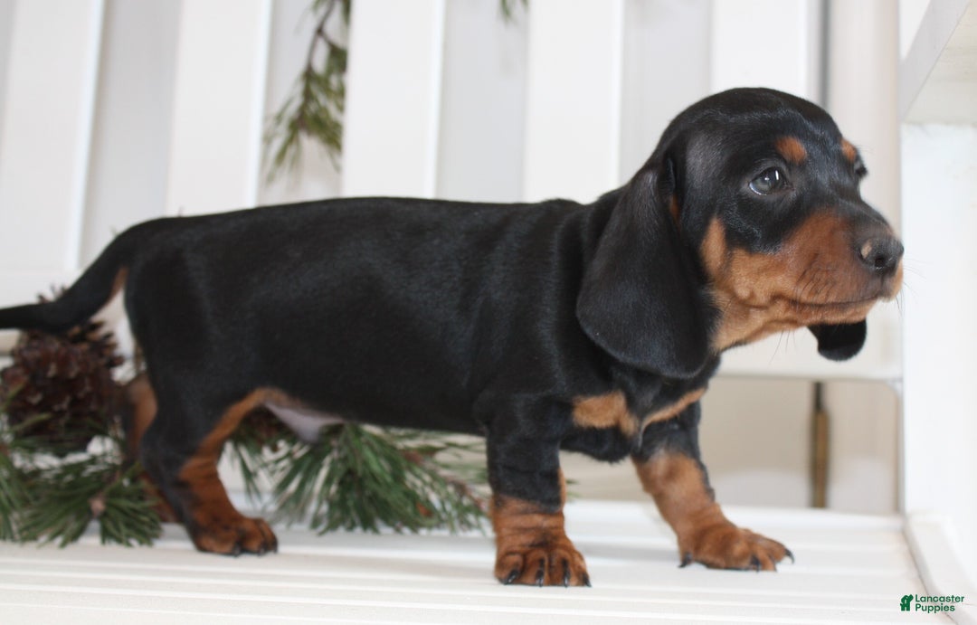 Miniature Dachshund dogs for sale: Chase - Ad 2