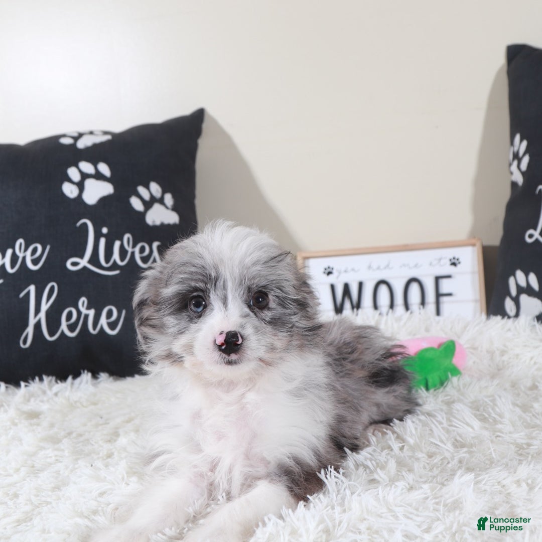 Mini Aussiedoodle dogs for sale: Mini Aussiedoodle Jessie - Ad 4