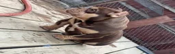 American Bully dogs for sale: Krillin - Ad 12