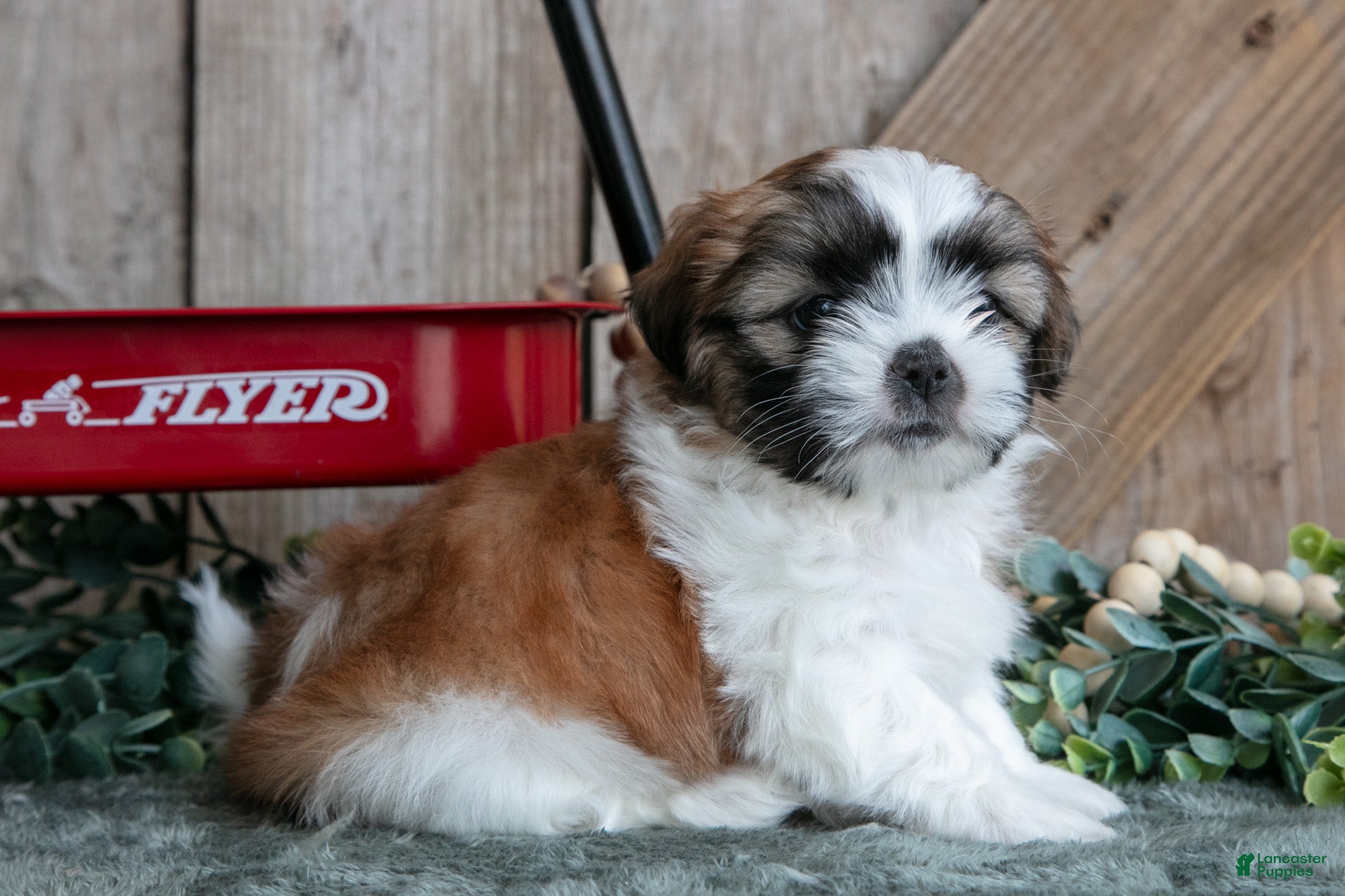 Shih Tzu dogs Jefferson - Ad 2