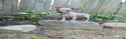 Xoloitzcuintle dogs for sale: Bambi  - Ad 9