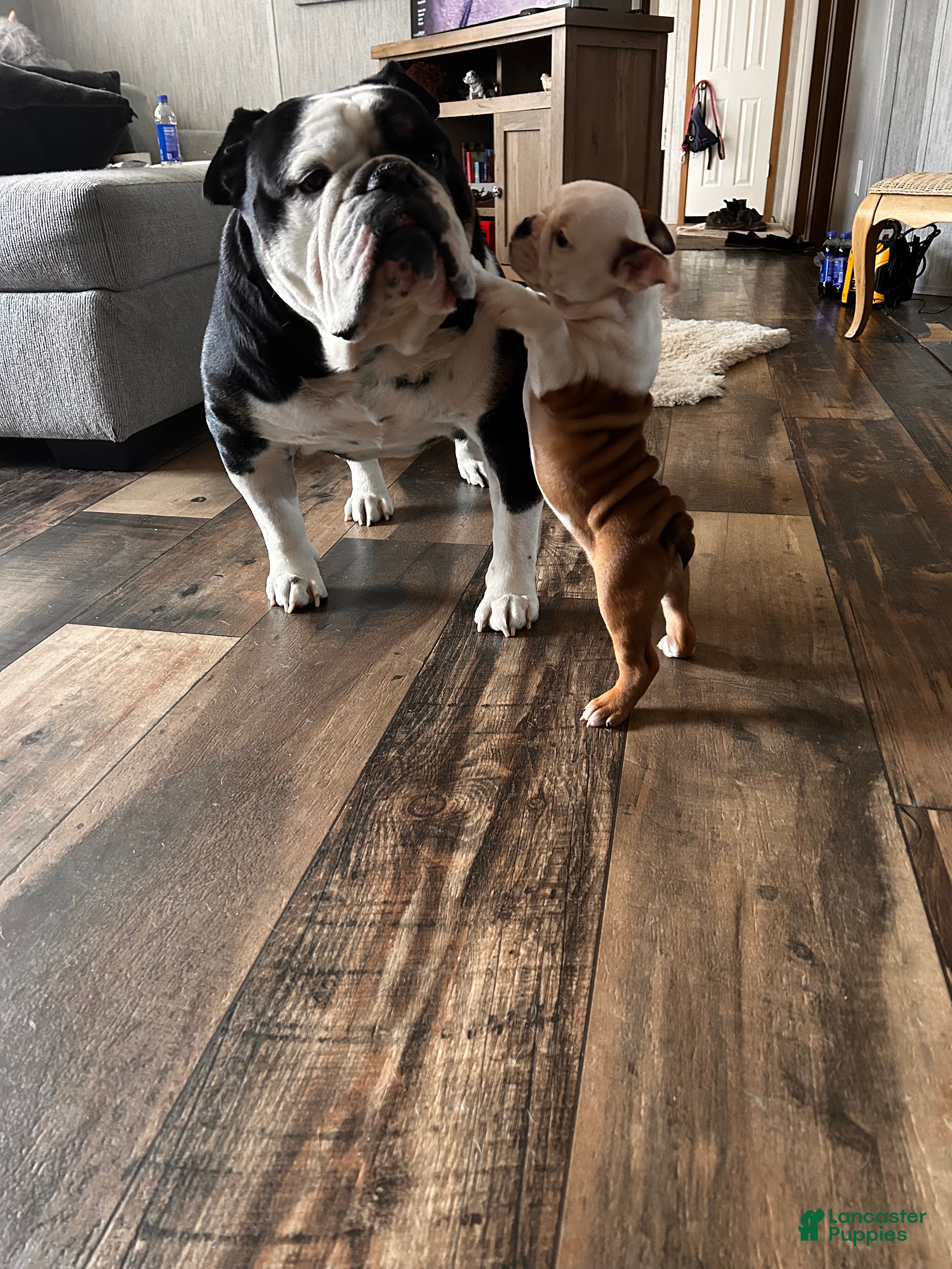 English Bulldog dogs English Bulldog Puppy 4 - Ad 2
