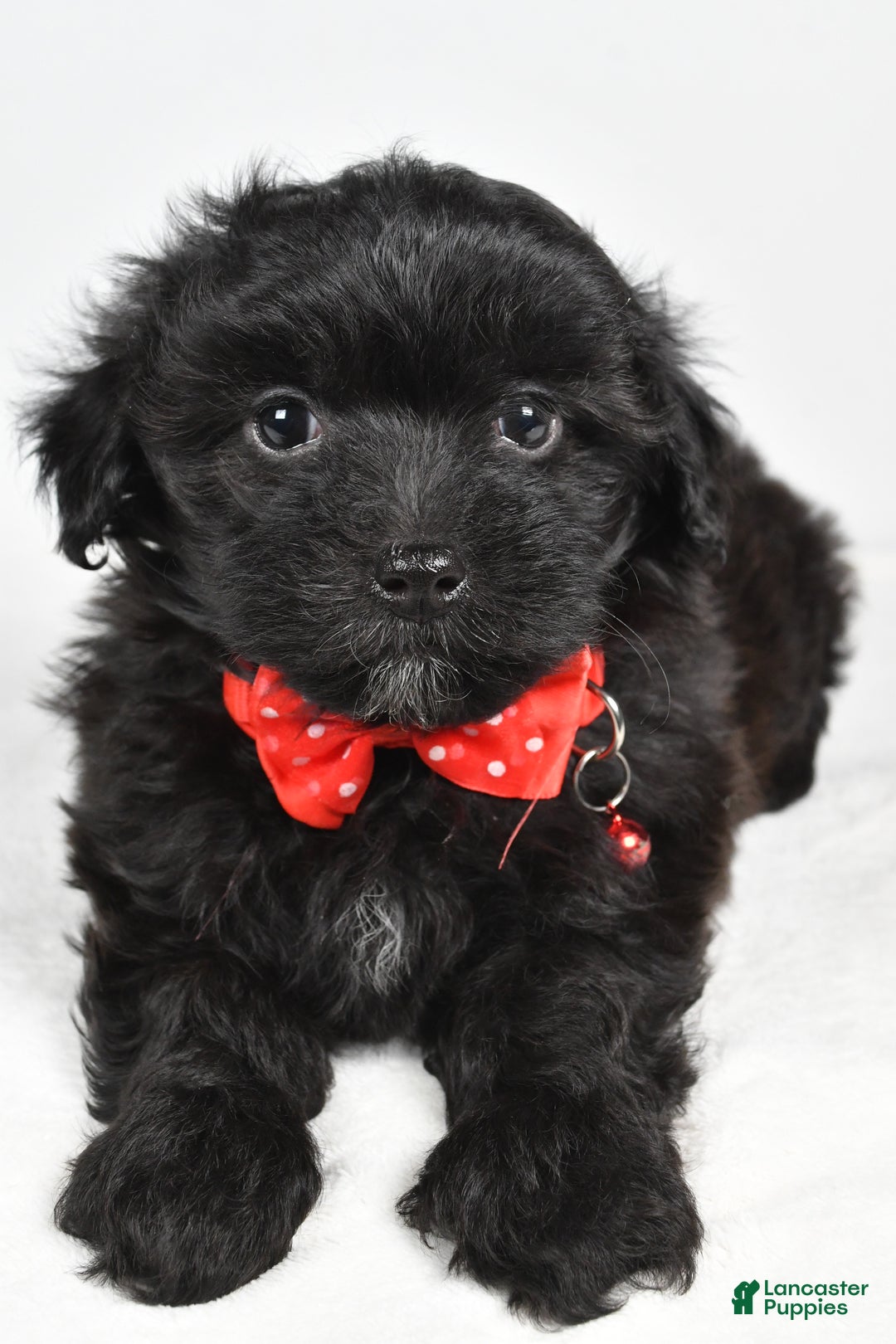 Maltipoo dogs for sale: Midnight - Ad 4