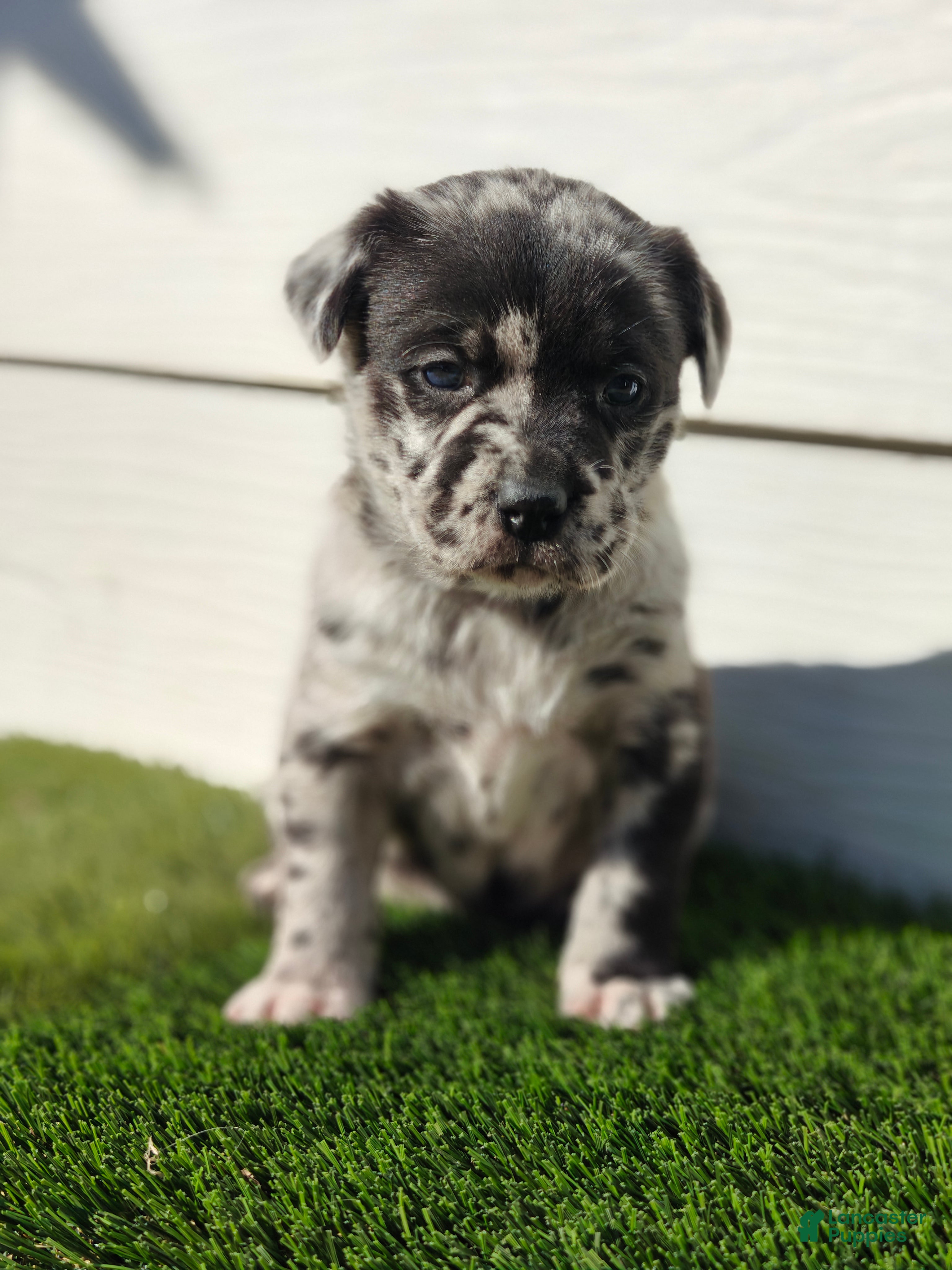 Mixed Breed dogs Luna - Ad 1