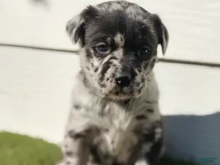 Mixed Breed dogs for sale: Luna - Ad 4