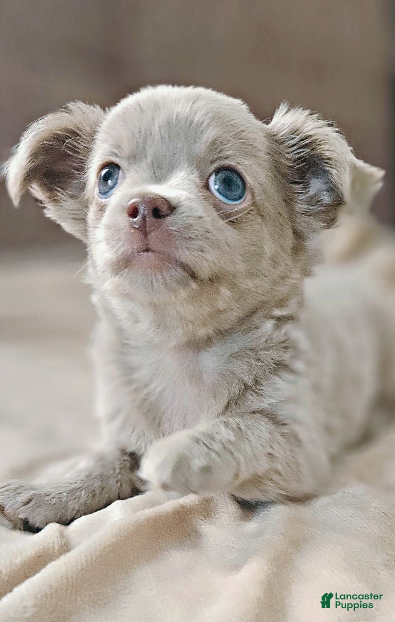 Chihuahua dogs AKC Fluffy lilac boy - Ad 1