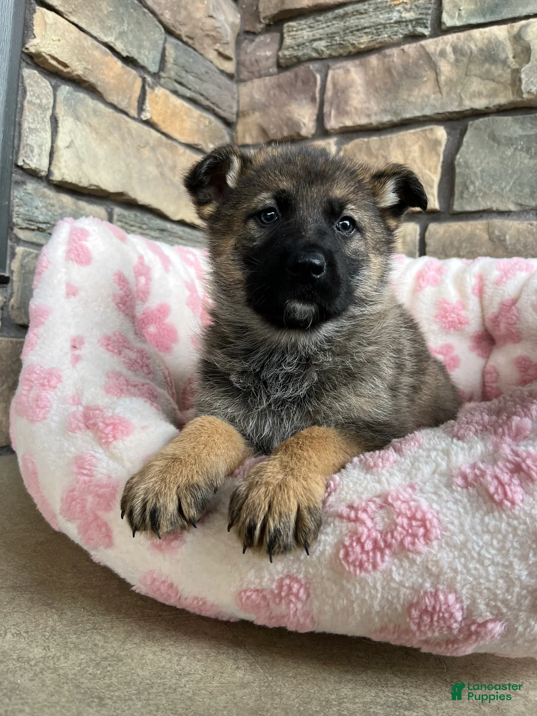 German Shepherd dogs for sale: Paris - Ad 6