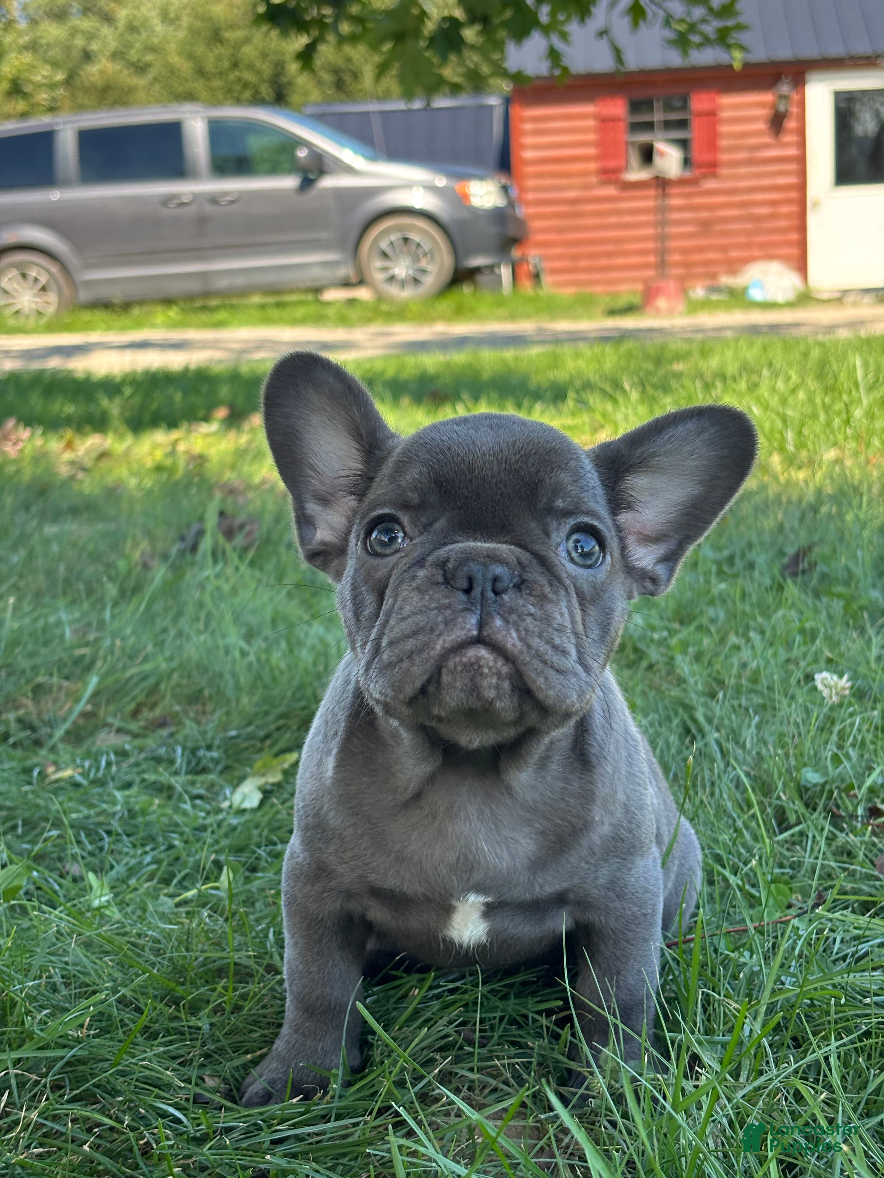 French Bulldog dogs Sebastian - Ad 1