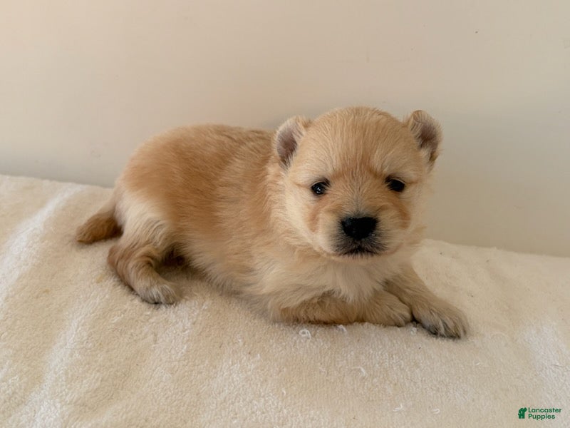 Pomeranian dogs Rollie - Ad 1