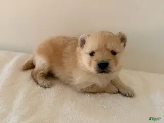 Pomeranian dogs for sale: Rollie - Ad 4