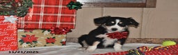 Australian Shepherd dogs for sale: Leo - Ad 2