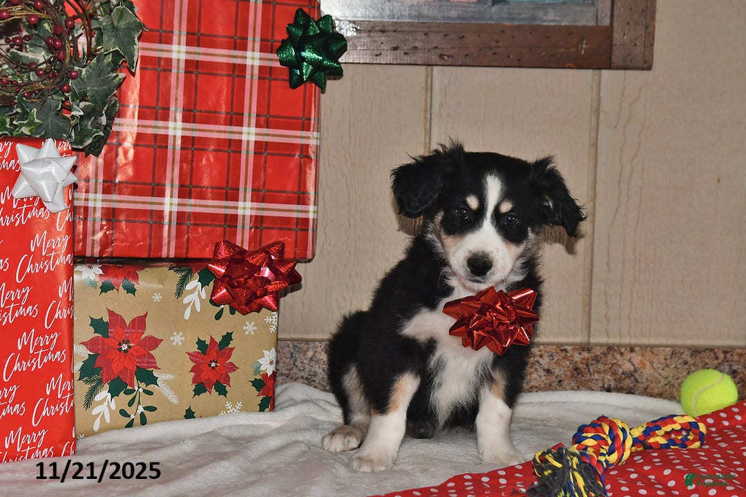 Australian Shepherd dogs for sale: Leo - Ad 2