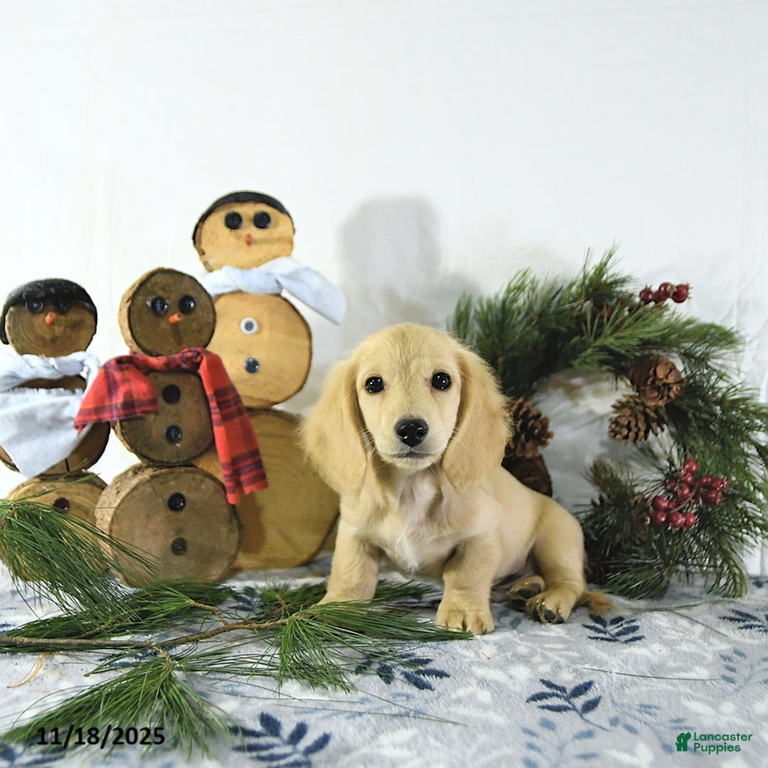 Miniature Dachshund dogs for sale: Ollie - Ad 6