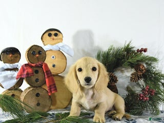 Miniature Dachshund dogs Ollie - Ad 28