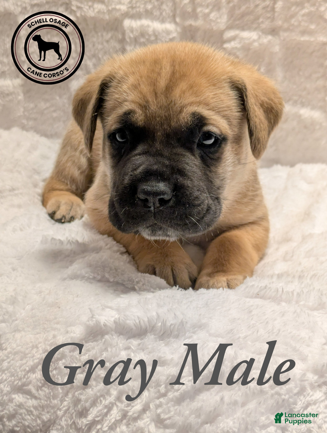 Cane Corso dogs for sale: Gray - Ad 3