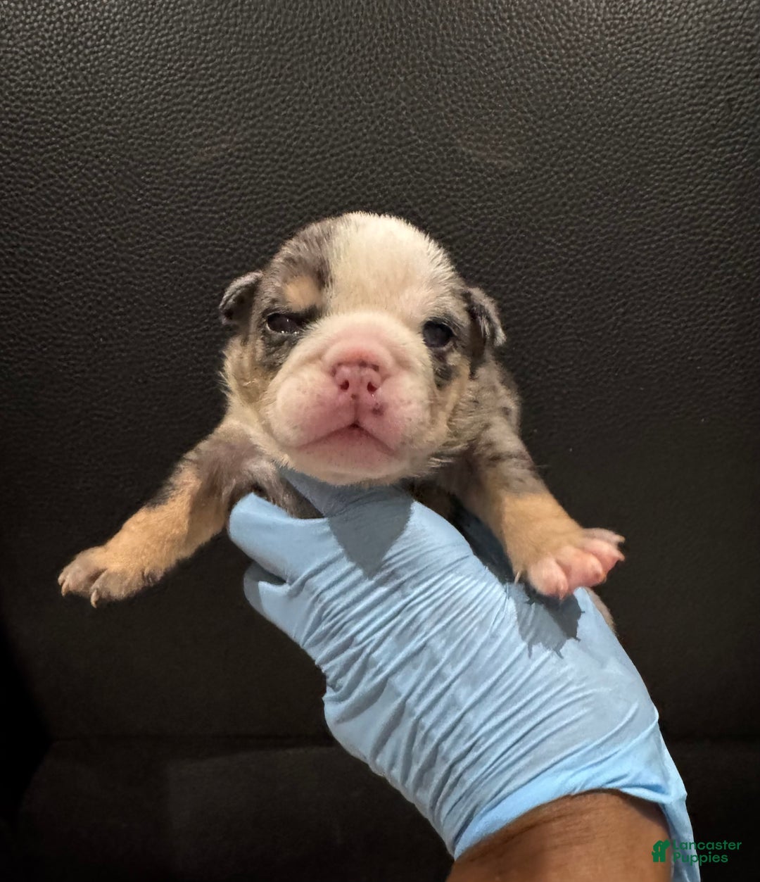 English Bulldog dogs for sale: Roulette  - Ad 1