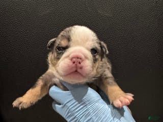 English Bulldog dogs for sale: Roulette - Ad 2