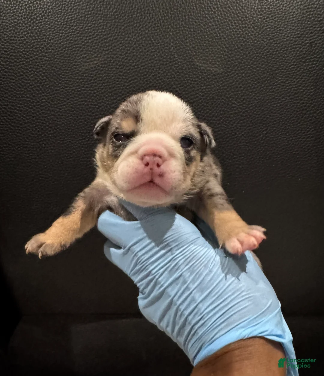 English Bulldog dogs for sale: Blackjack  - Ad 8