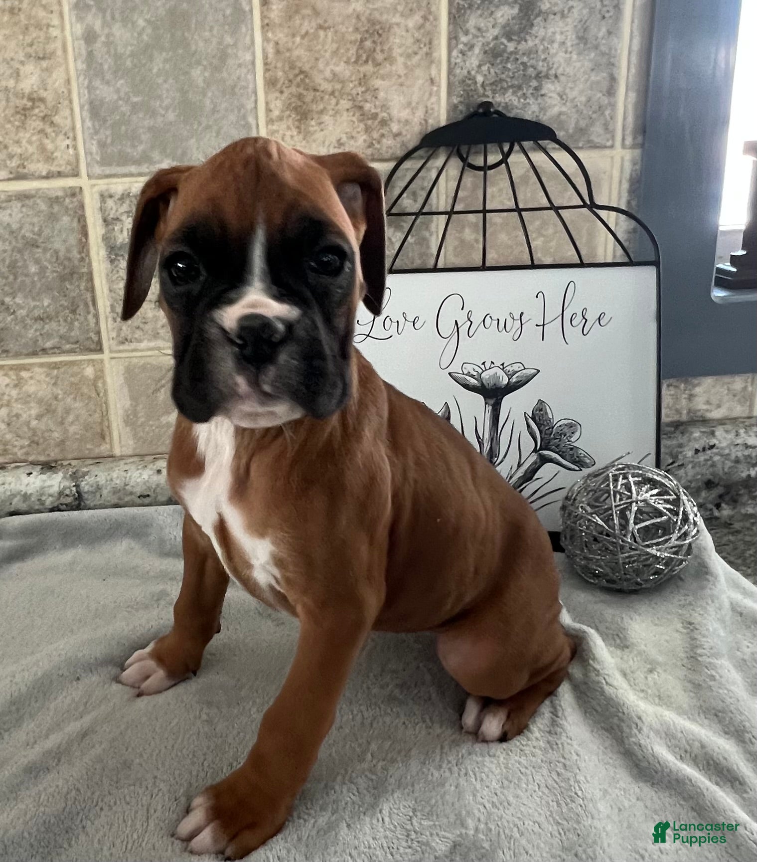 Boxer dogs Linda - Ad 4