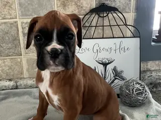 Boxer dogs Linda - Ad 4
